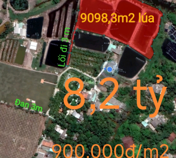 Bán lô đất lúa gần trục Quốc Lộ 50B giá 900 triệu/công( 8,2 tỷ)